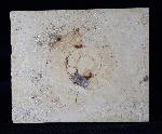Aulacostephanus sp. (SUTNER & POMPECKJ in TORNQUIST 1896) - Bild &copy; FossNet FossilienStore